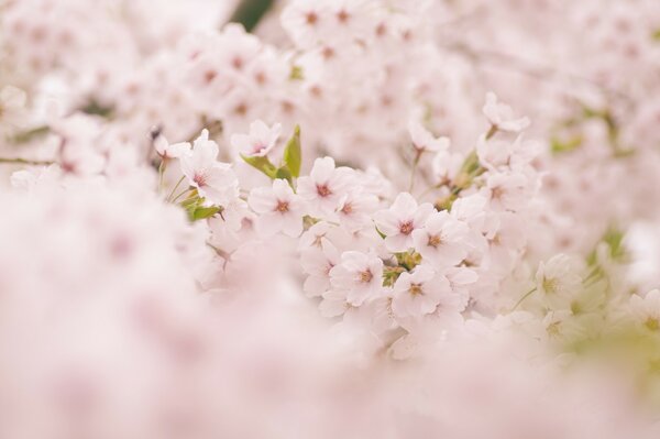 Hermosas flores de Cerezo en primavera