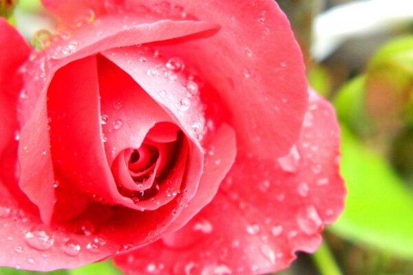 Image macro. Bouton de rose rouge