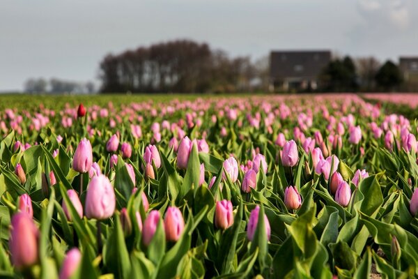 Nature, a field of pink tulips