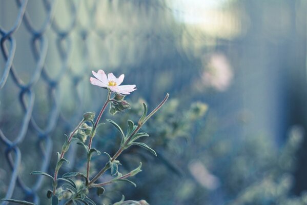 Flower on a stem along the grid