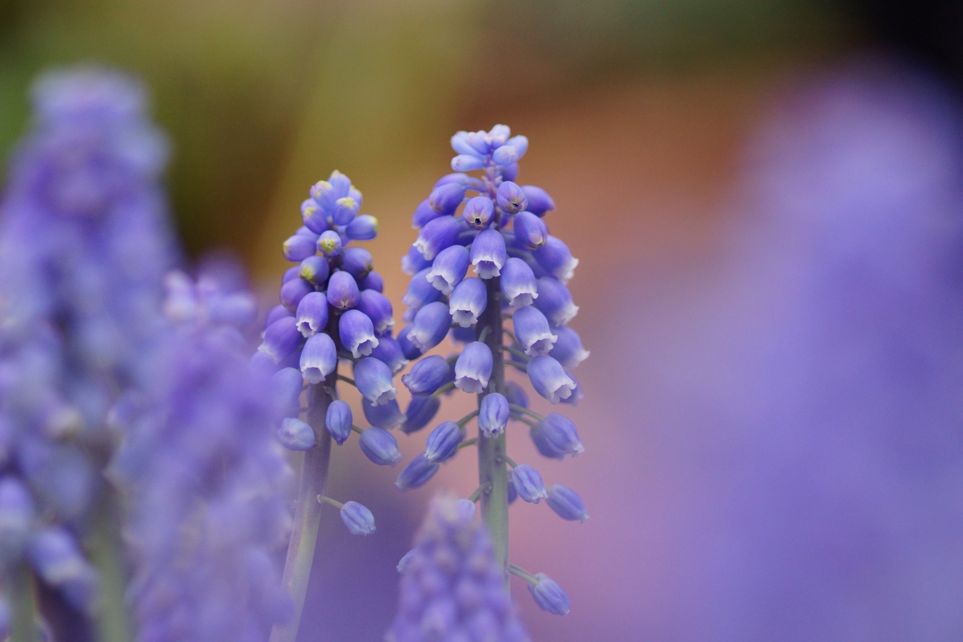 focus natura muscari kwiaty niebieski