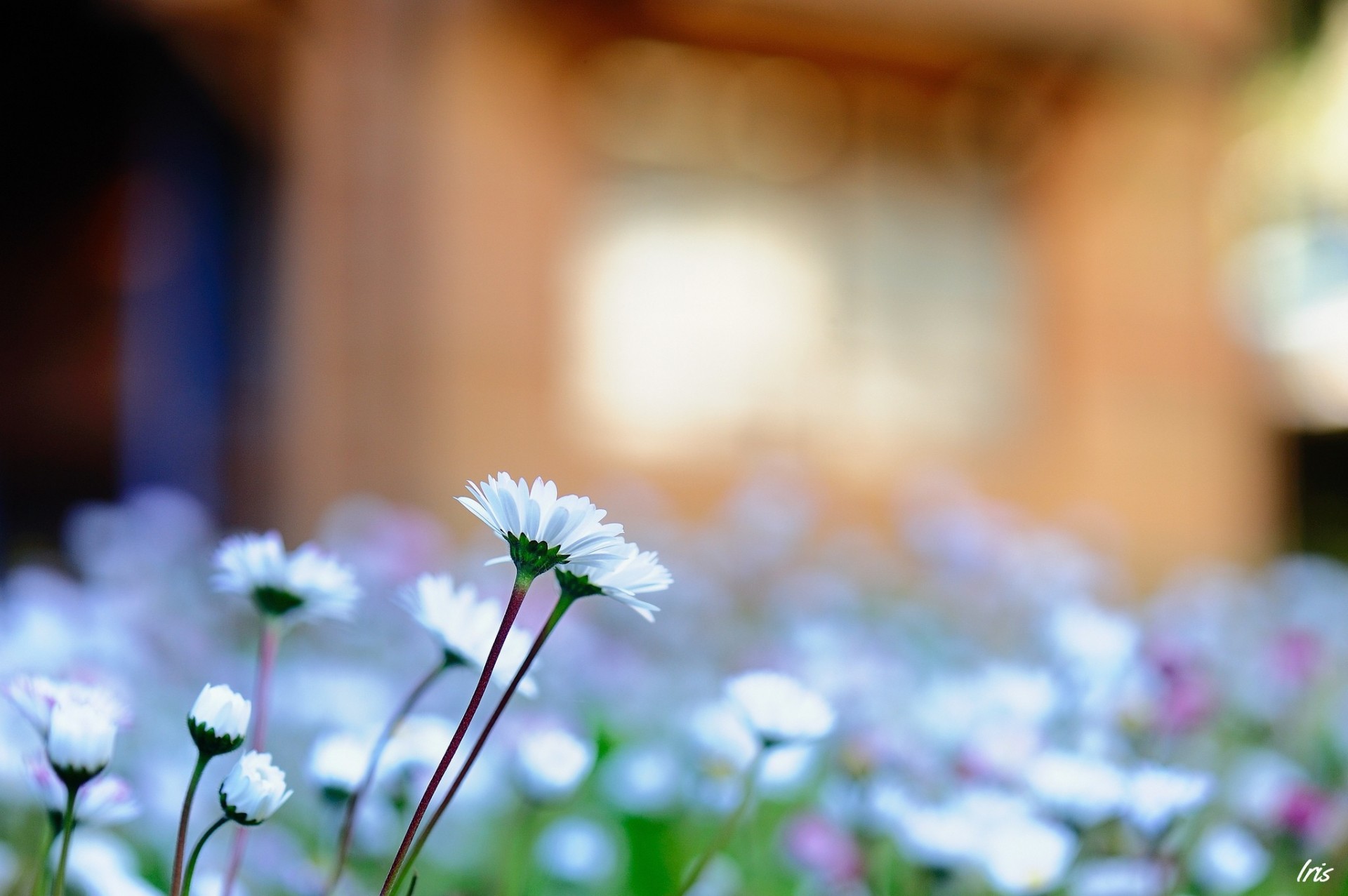 chamomile chrysanthemum focus flower blur