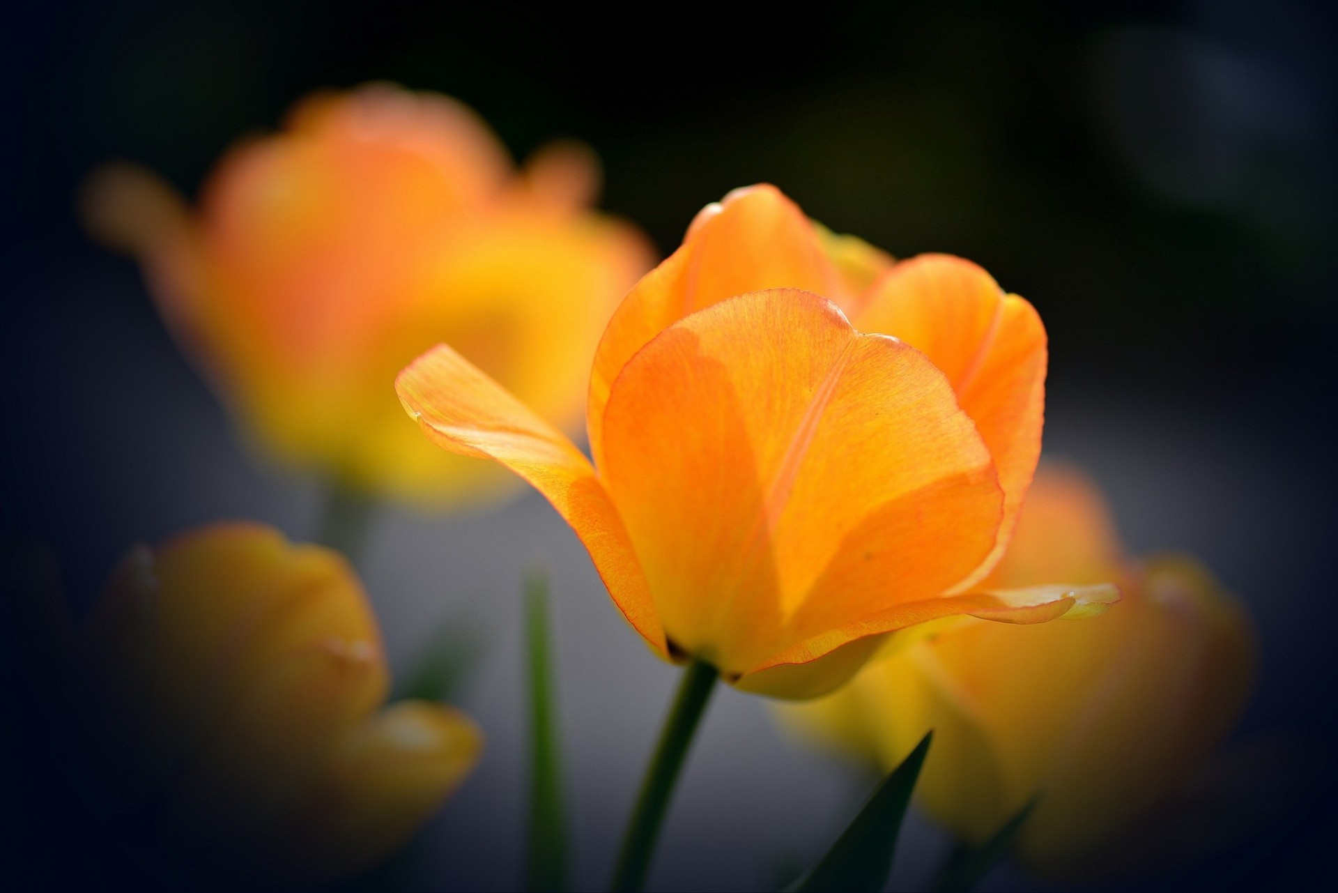 hintergrund tulpe orange