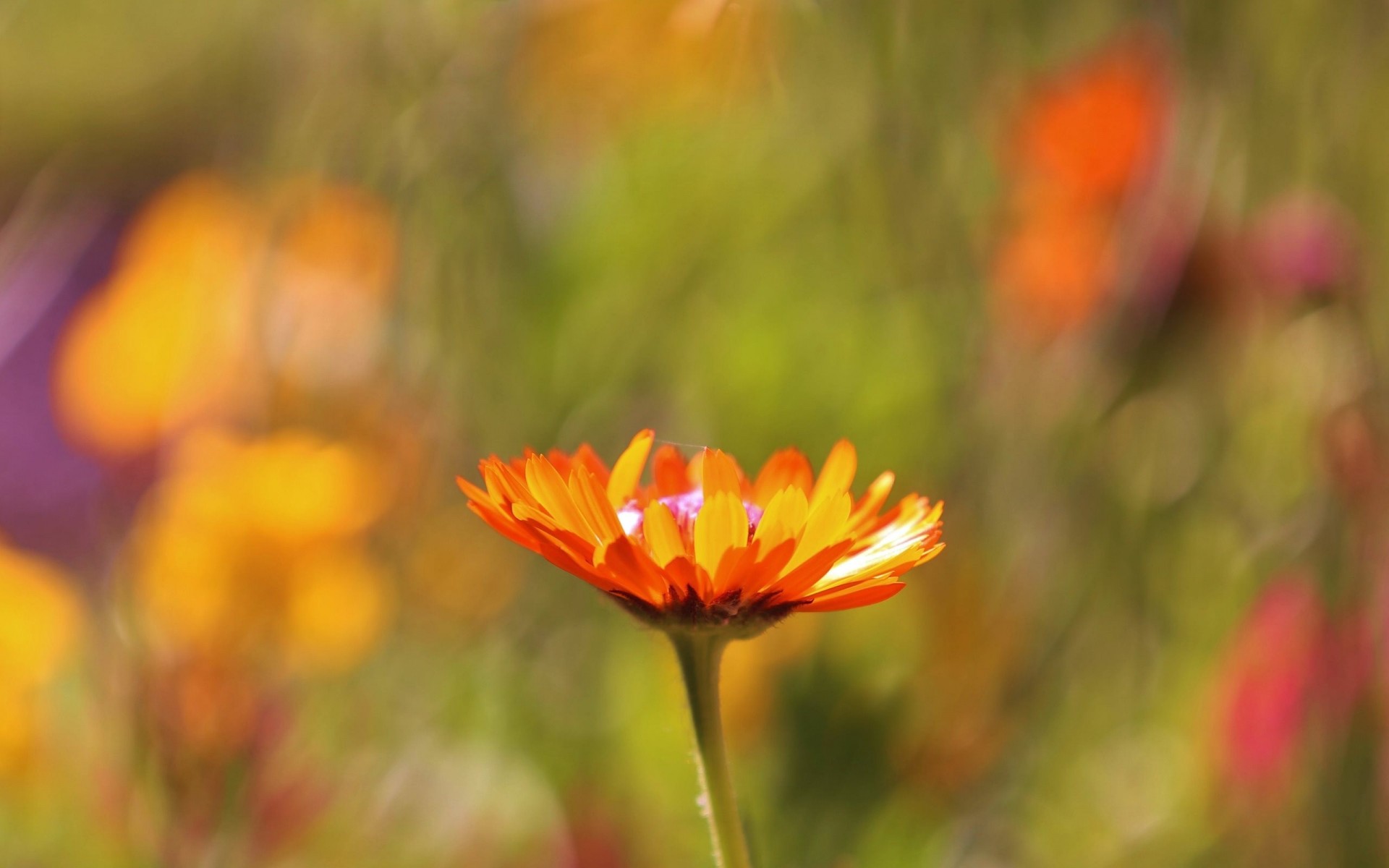 messa a fuoco fiore arancione sfocatura sfocatura macro macro campo