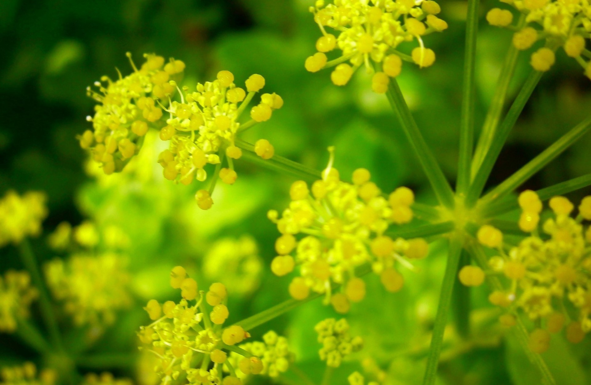 primavera giallo fiore