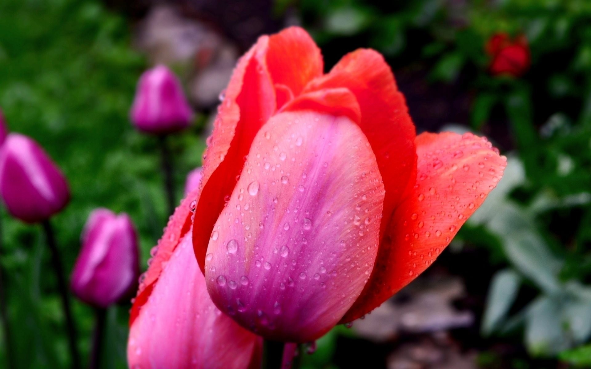 tulipanes flores