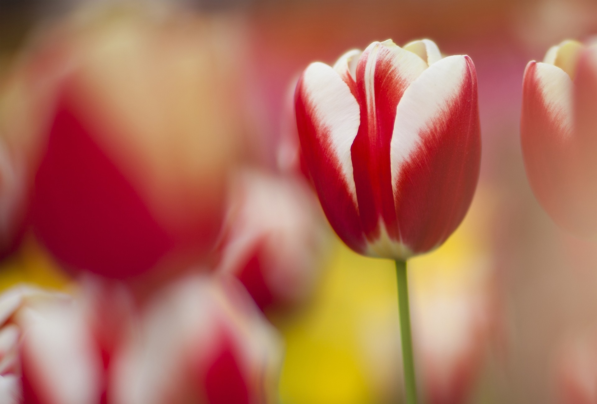 tulipe nature mise au point printemps