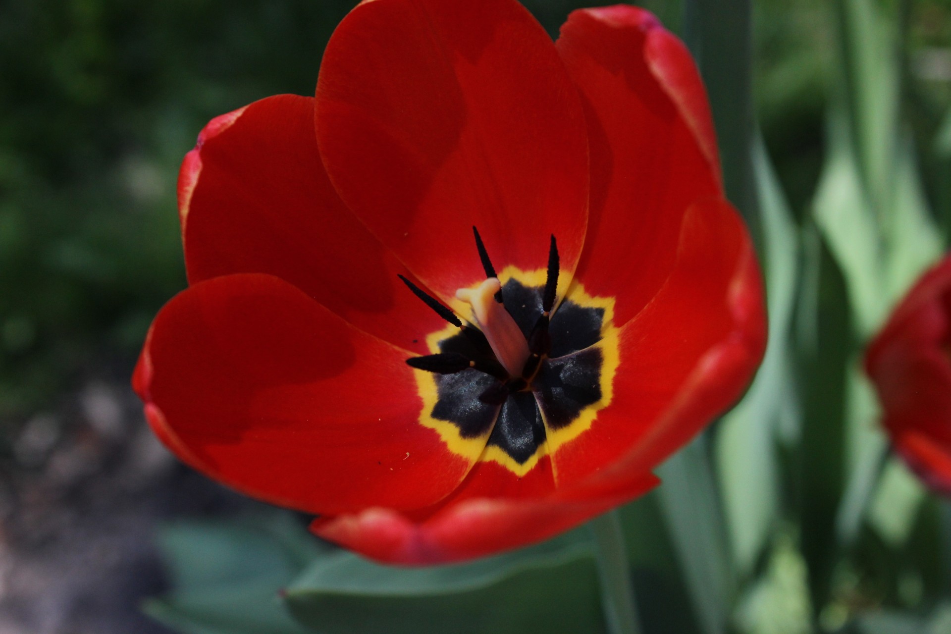 kwiat tulipan płatki czerwony