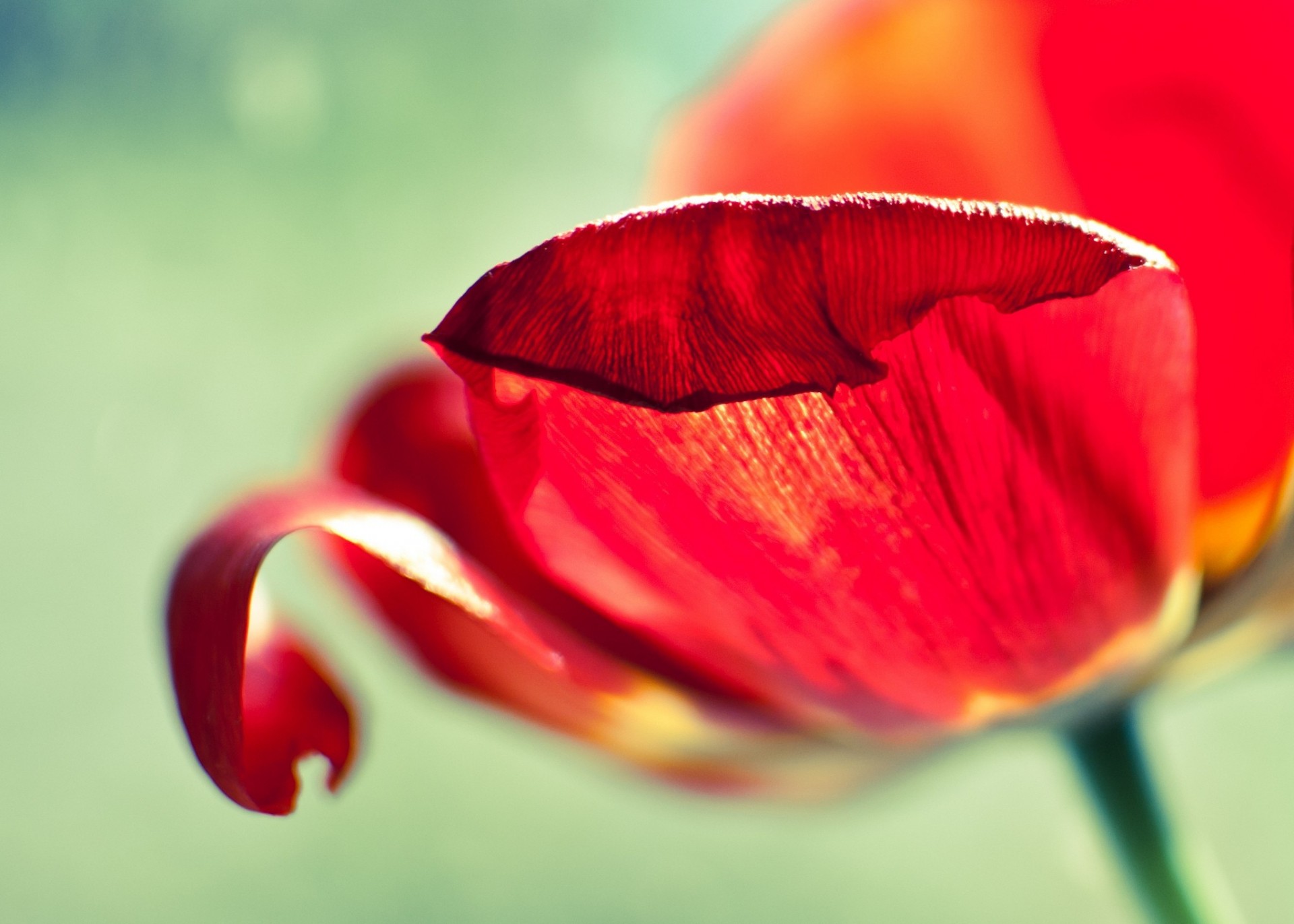 macro tulipán pétalos rojo