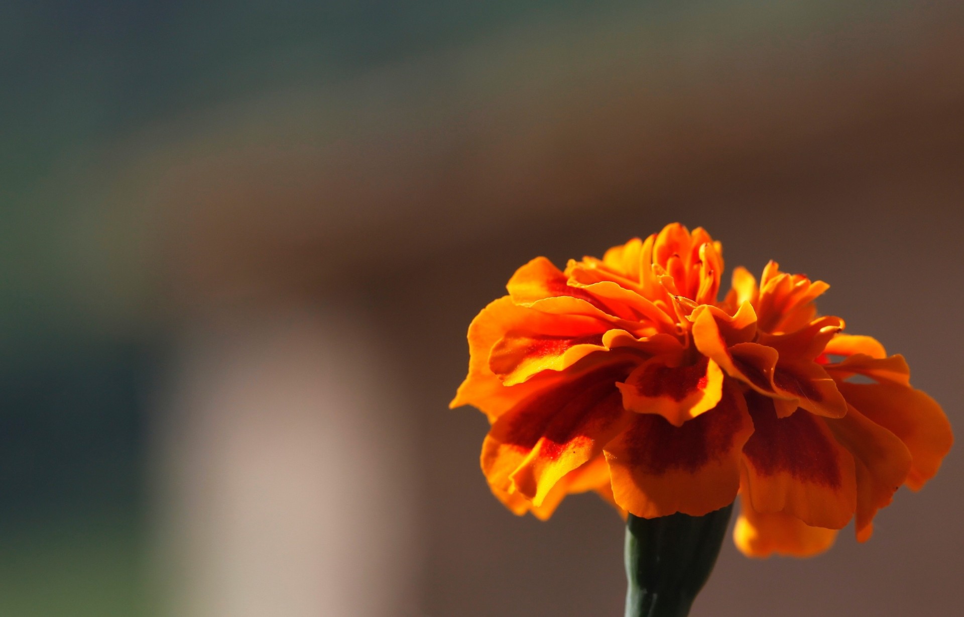 calendula arancione sfondo fiori carta da parati sfocatura fiore