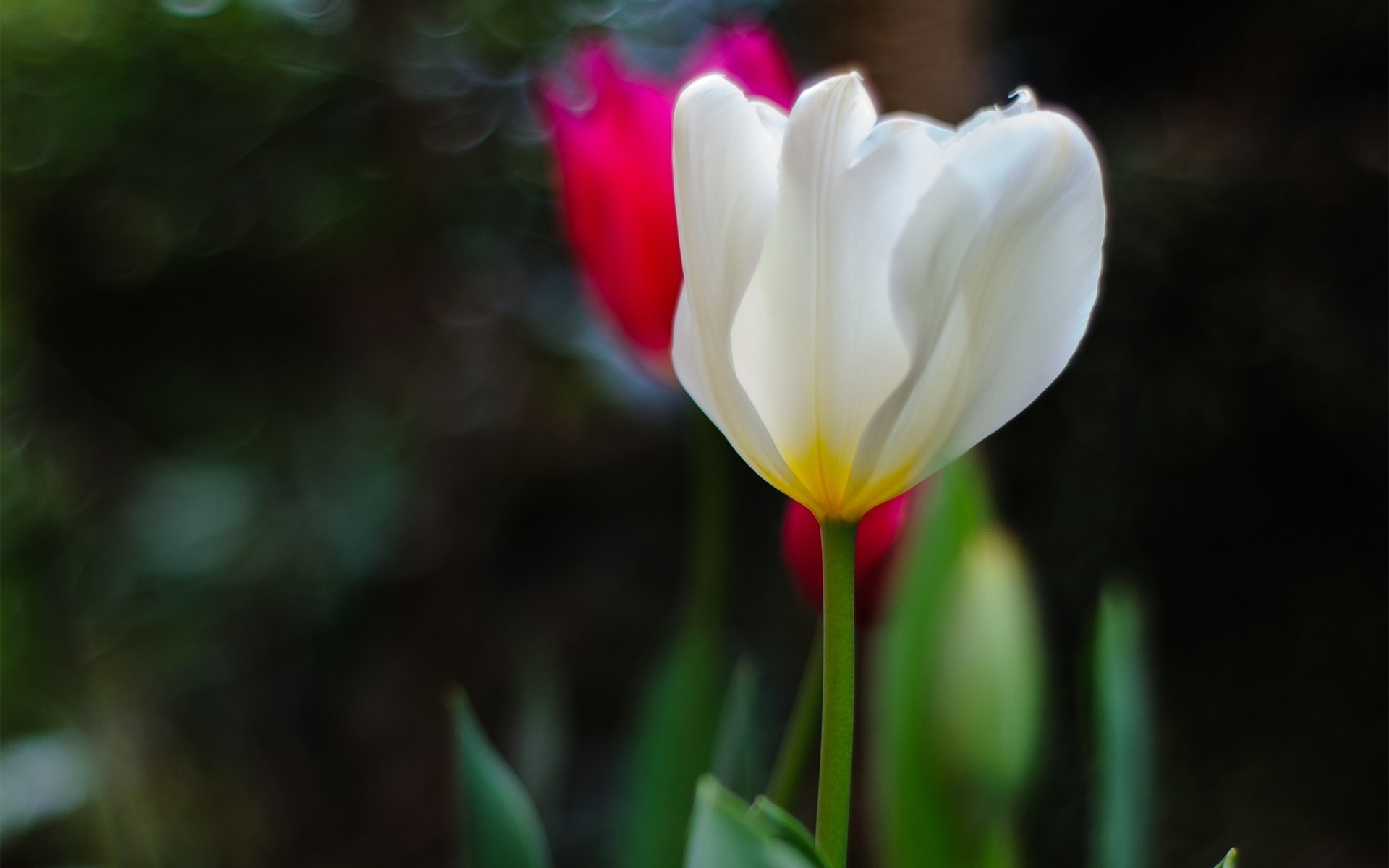 verde fiori rosa messa a fuoco bianco