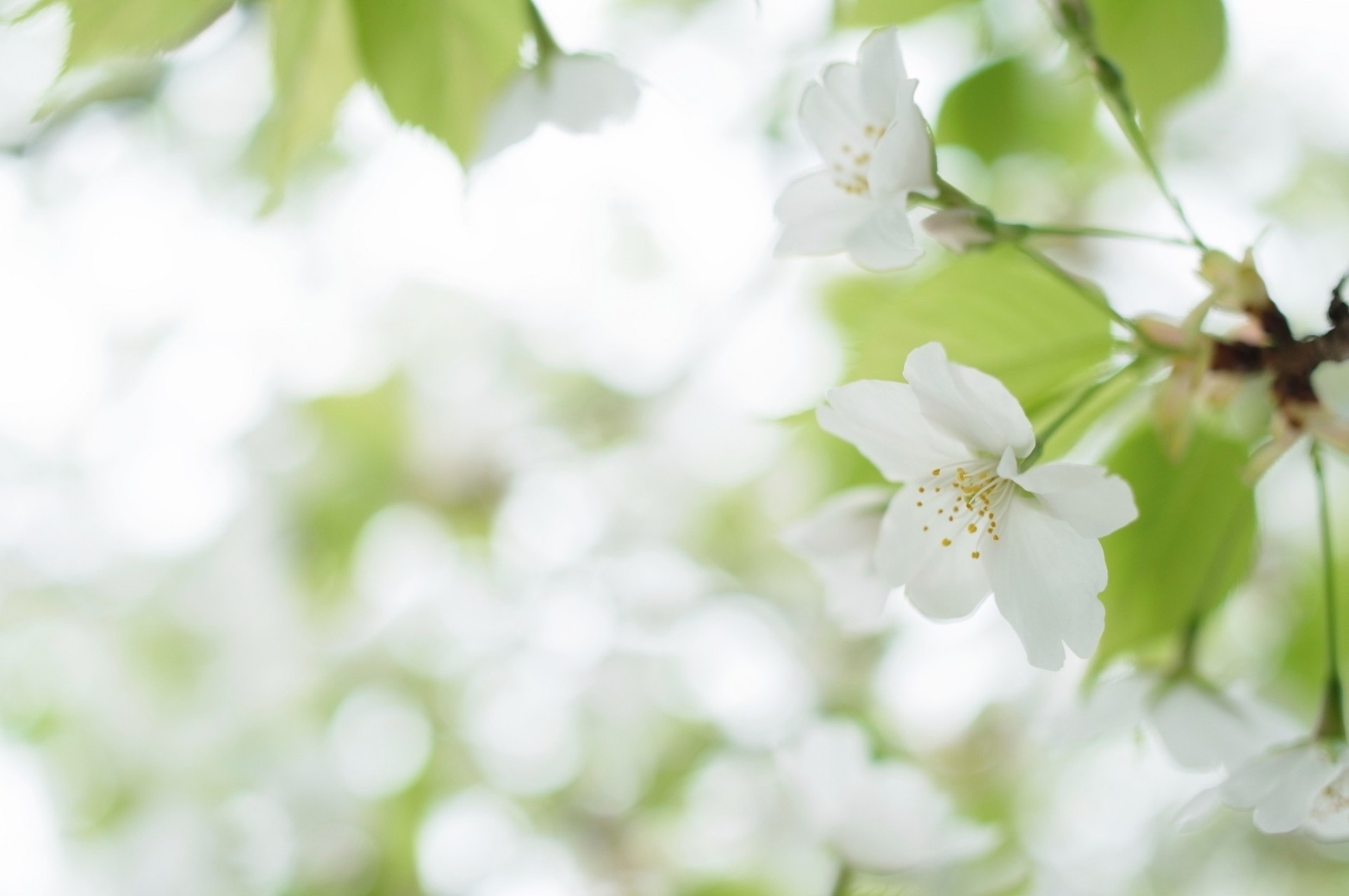 blanco flor árbol