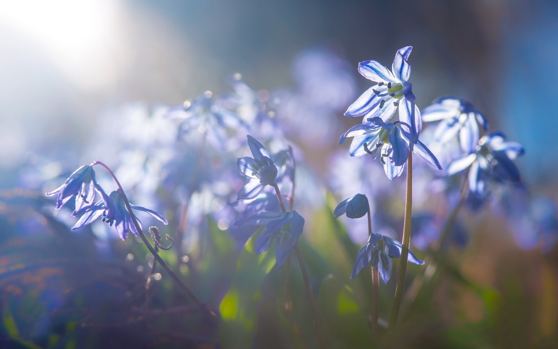 macro luce fiori natura