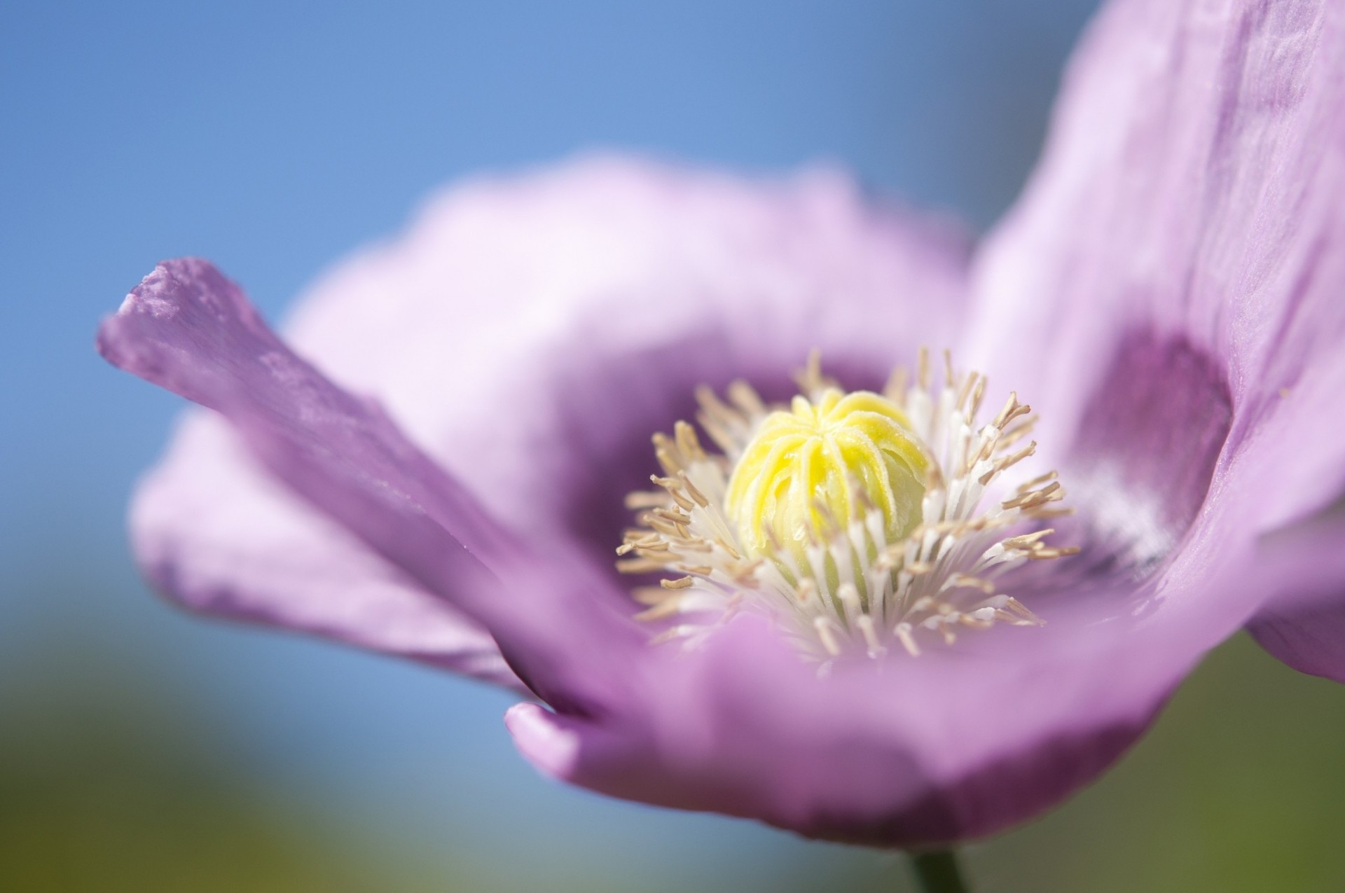 macro amapola flor pétalos lila