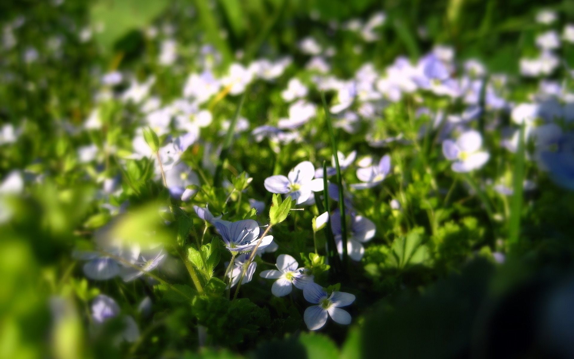 nature flower close up