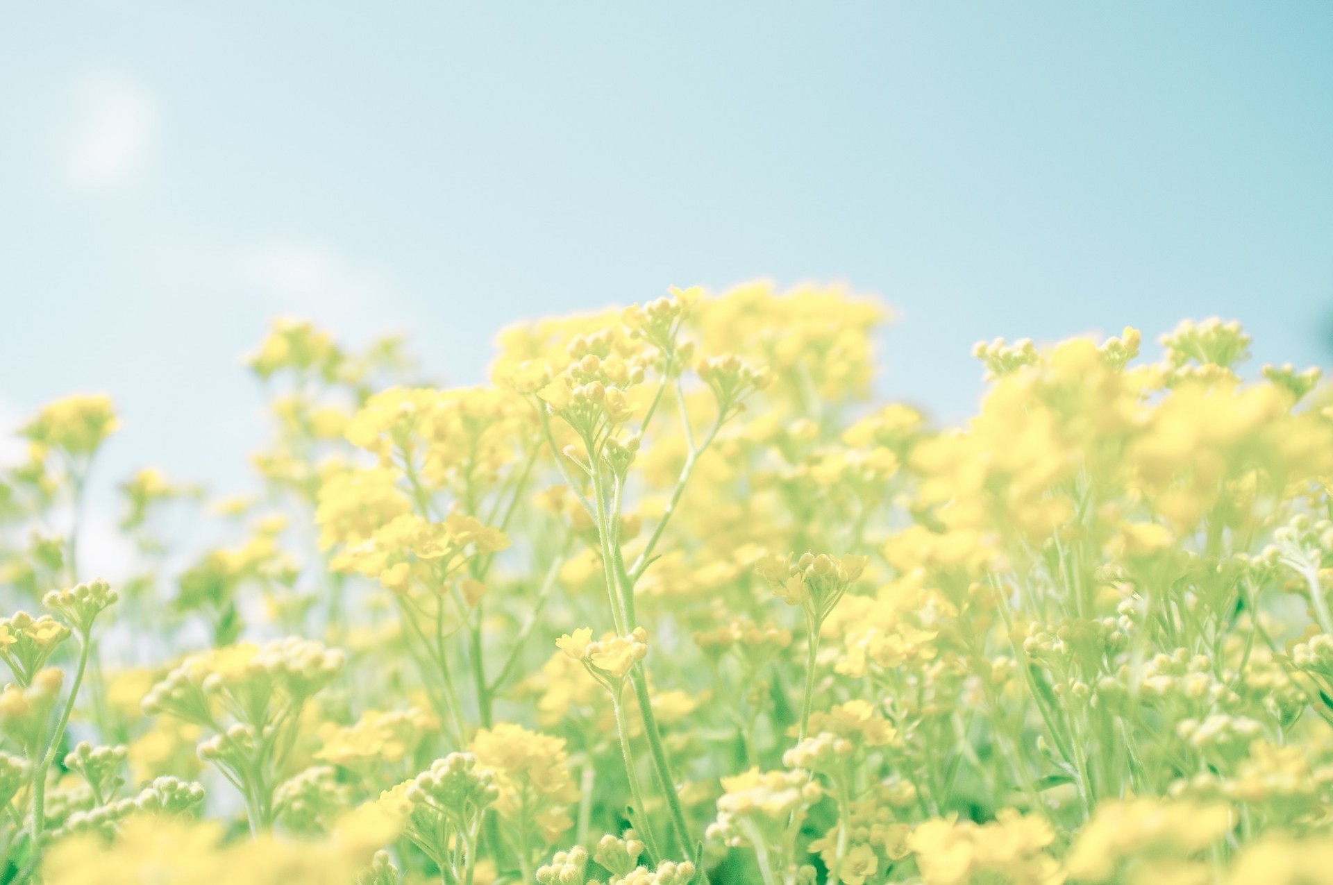 pring yellow flower