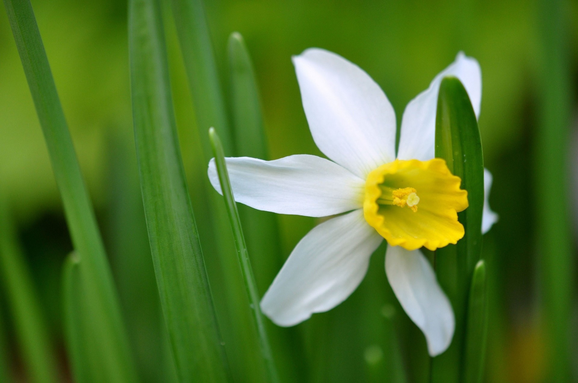 foglia stami narciso petali