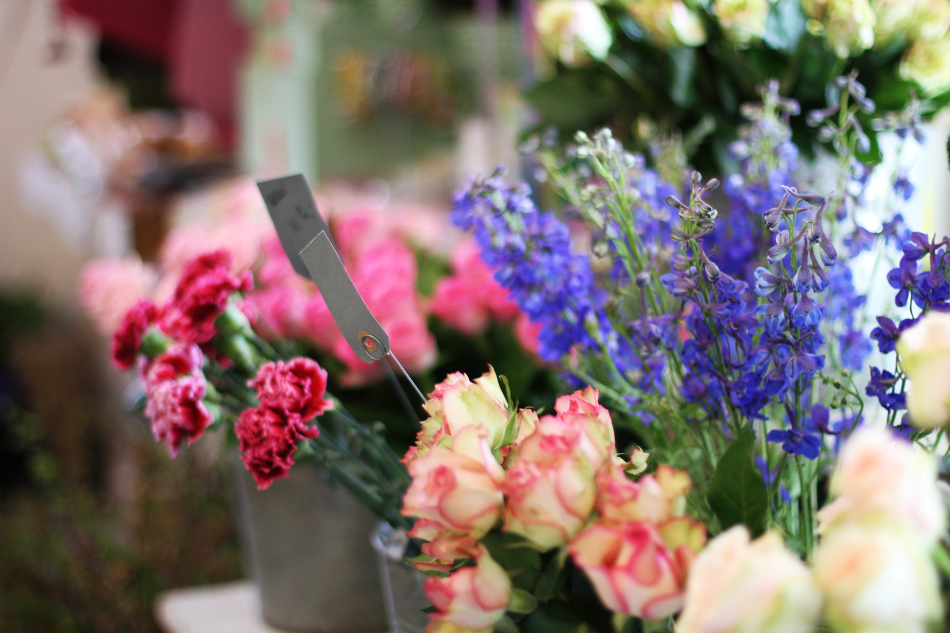 claveles flores rosas