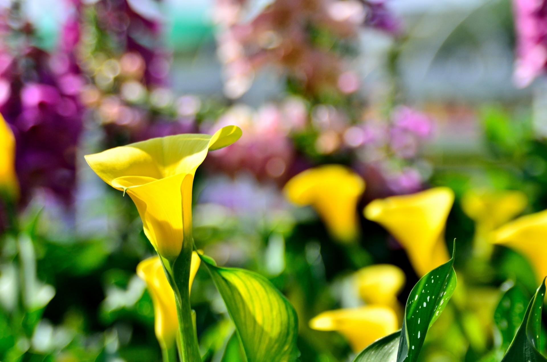 background flower blur yellow