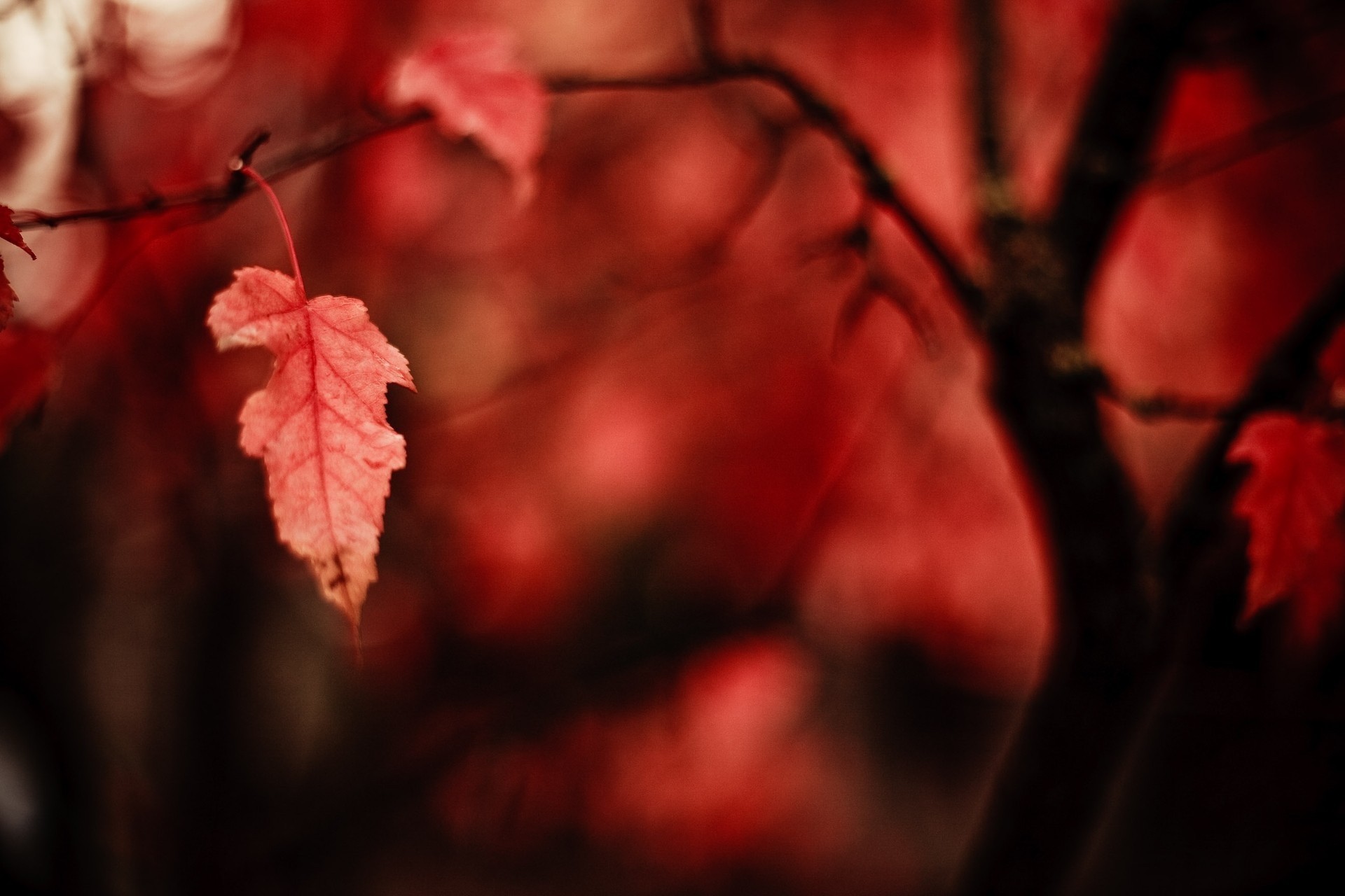 zweig rot baum