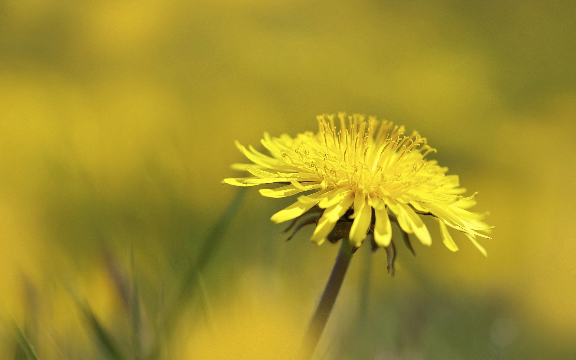 diente de león flor