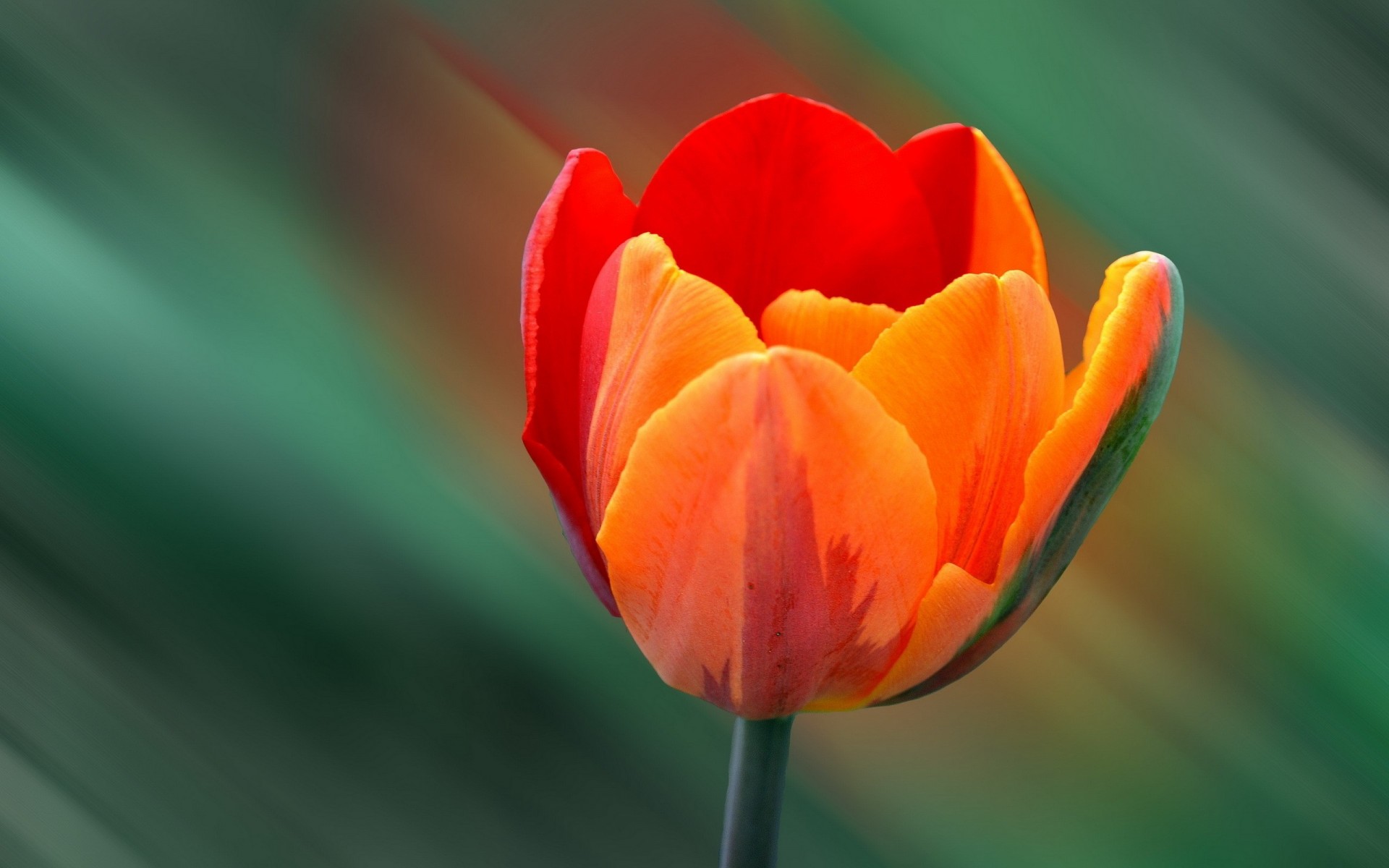 background tulip nature