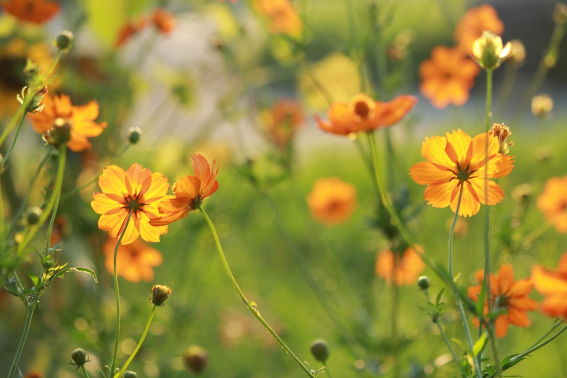 sonne orange blumen natur