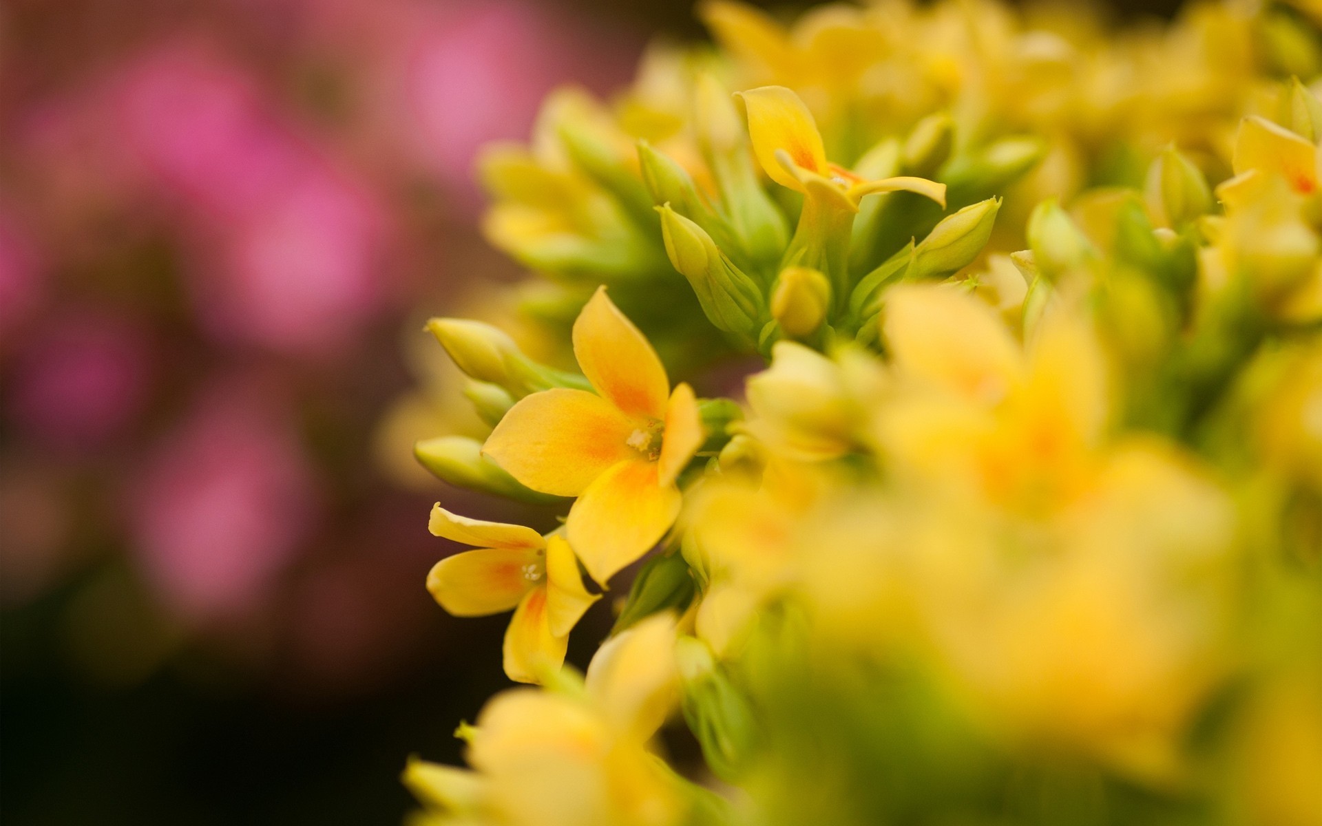 jaune fleurs rose macro mise au point