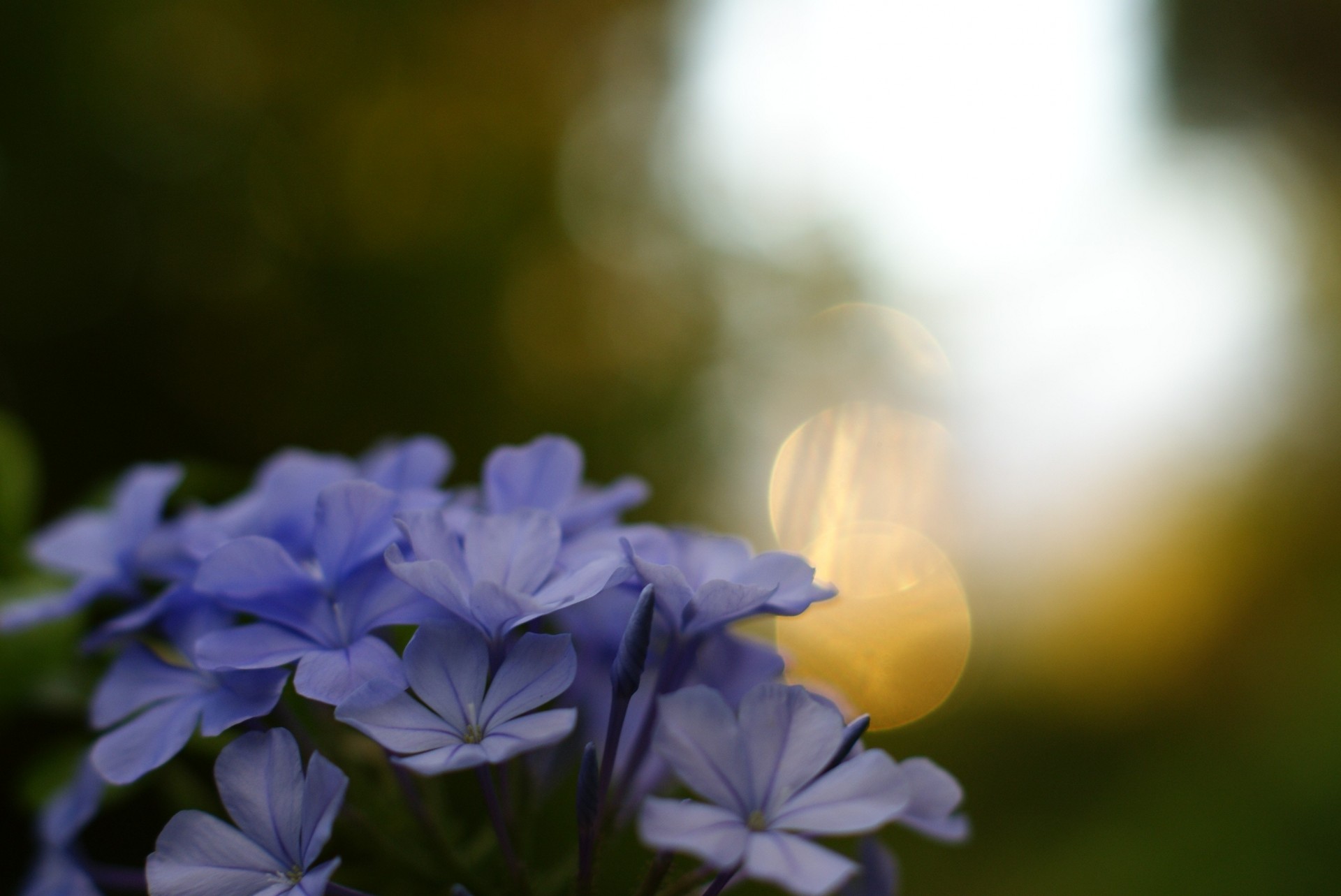 flores bokeh fondo papel pintado púrpura macro desenfoque