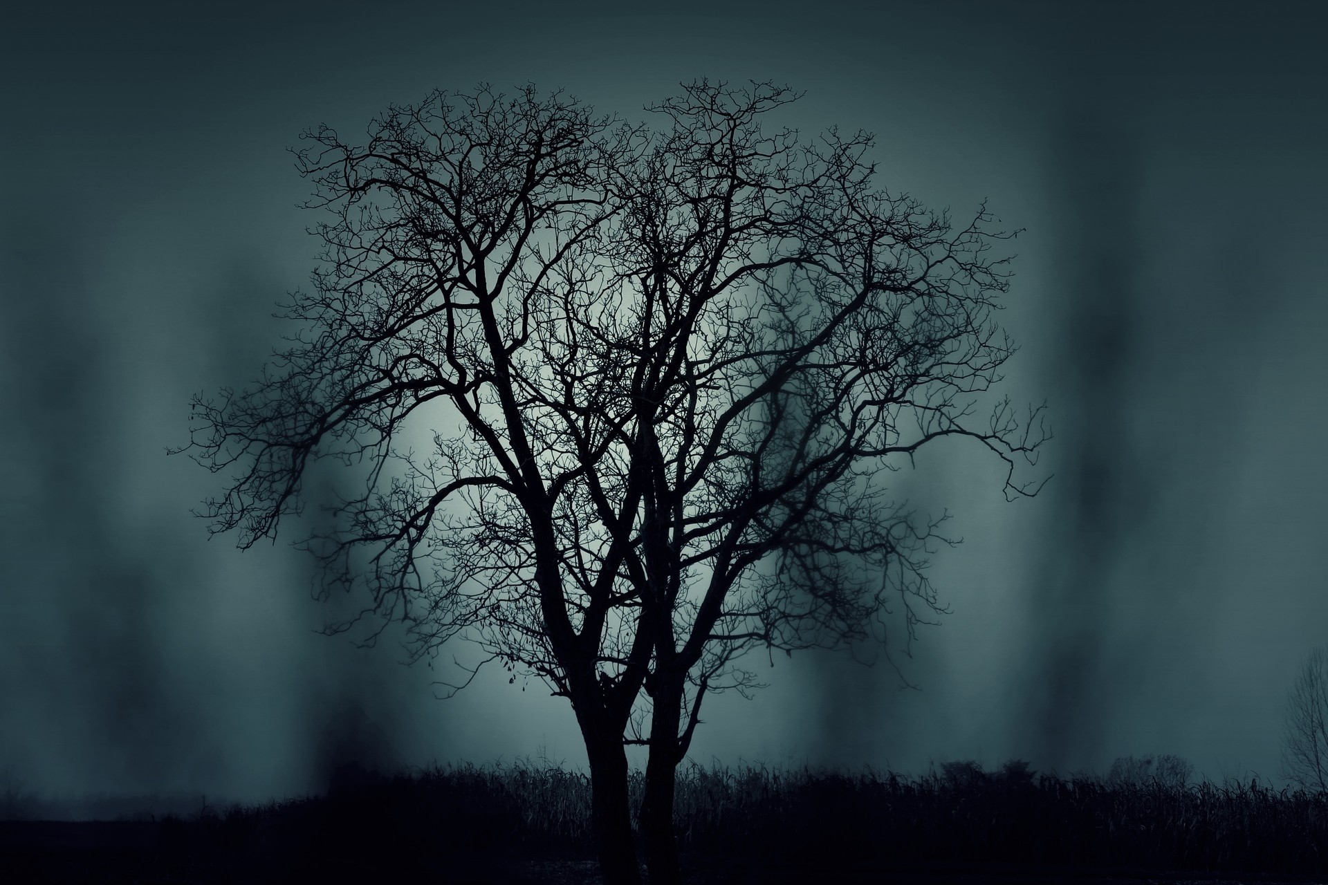 arbre nuit sombre-