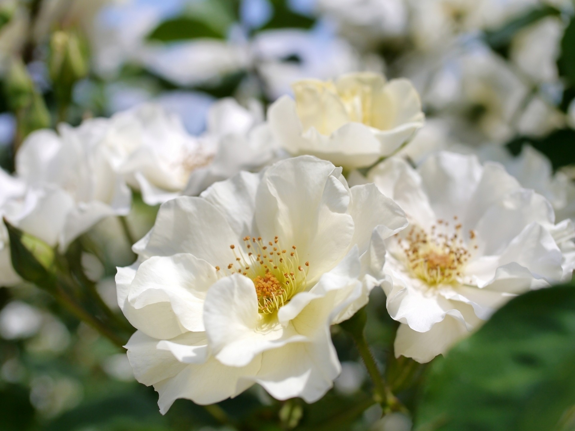 makro bokeh weiße rosen