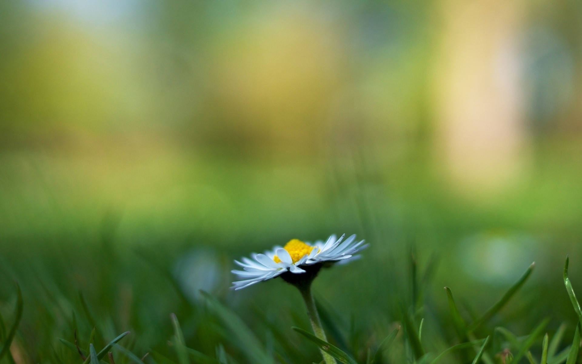 fleurs verdure camomille fond herbe papier peint fleur flou