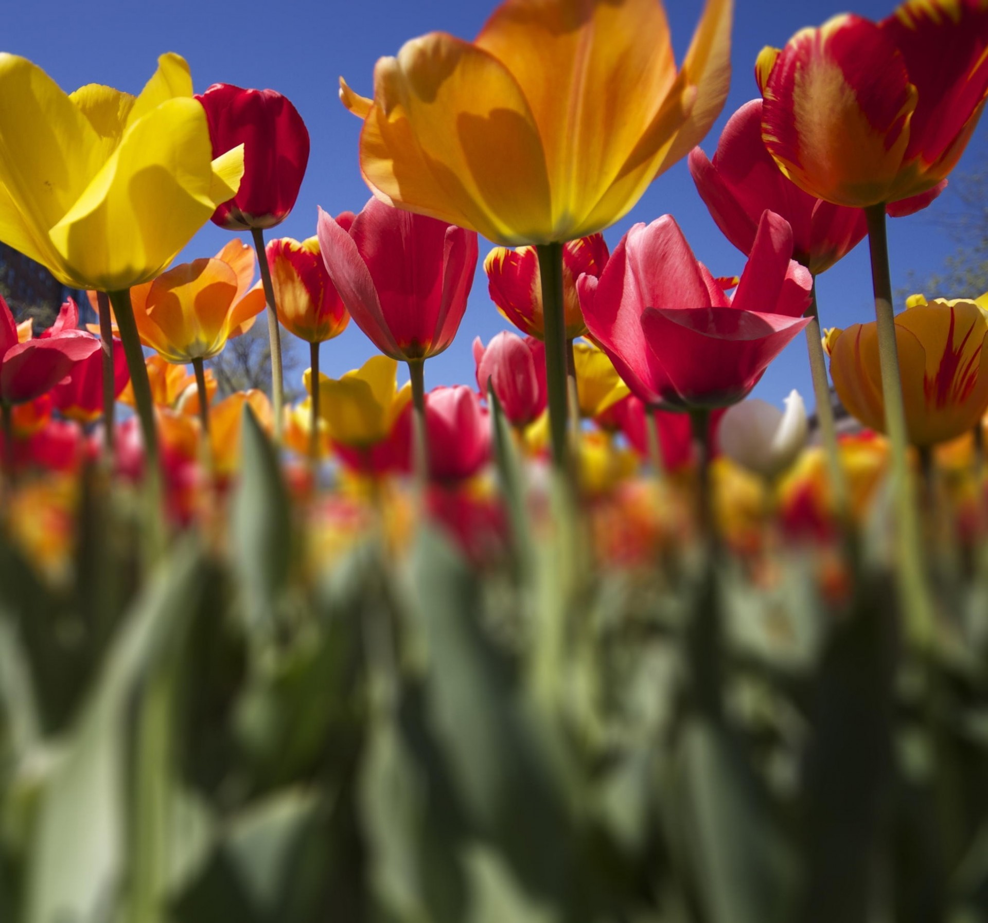 rose jaune fleurs plantation tulipes