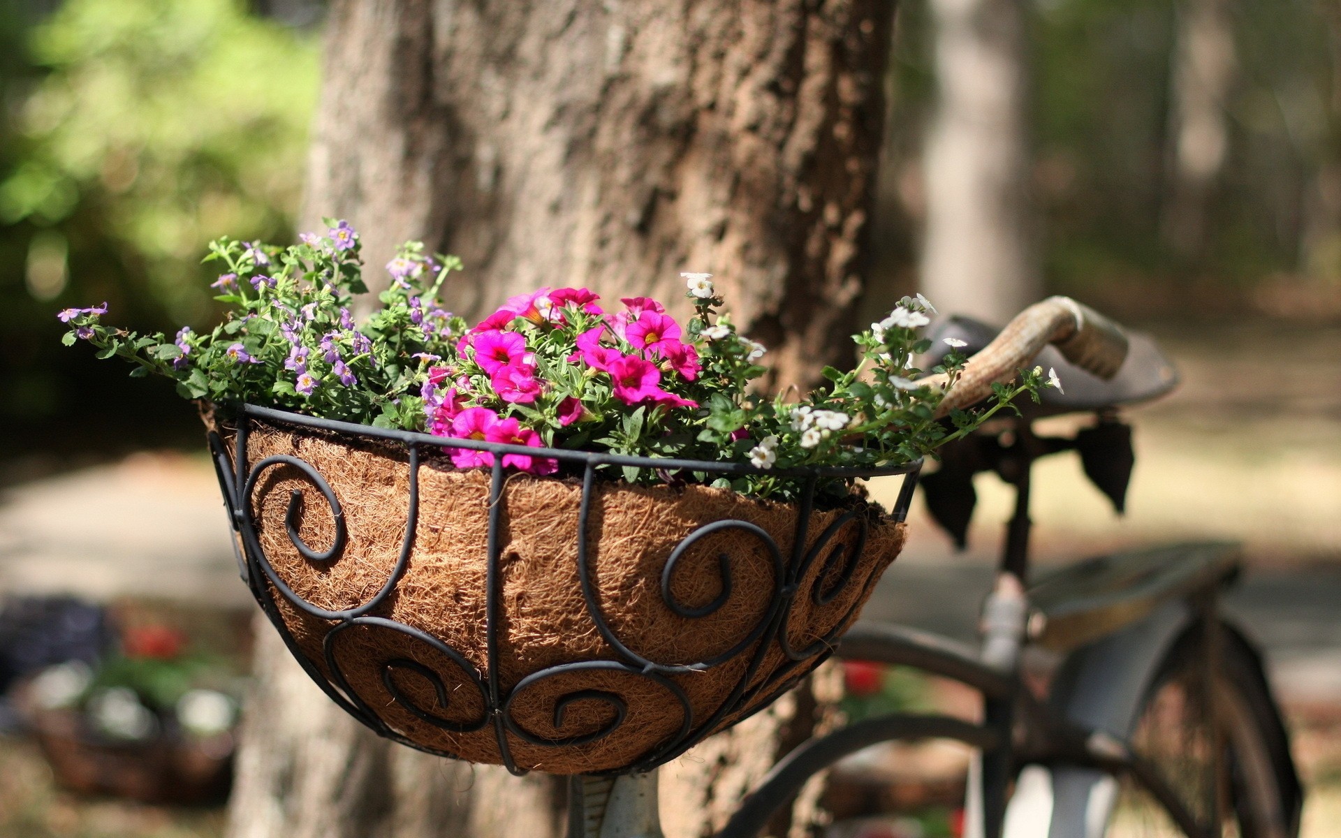 rue fleurs vélo