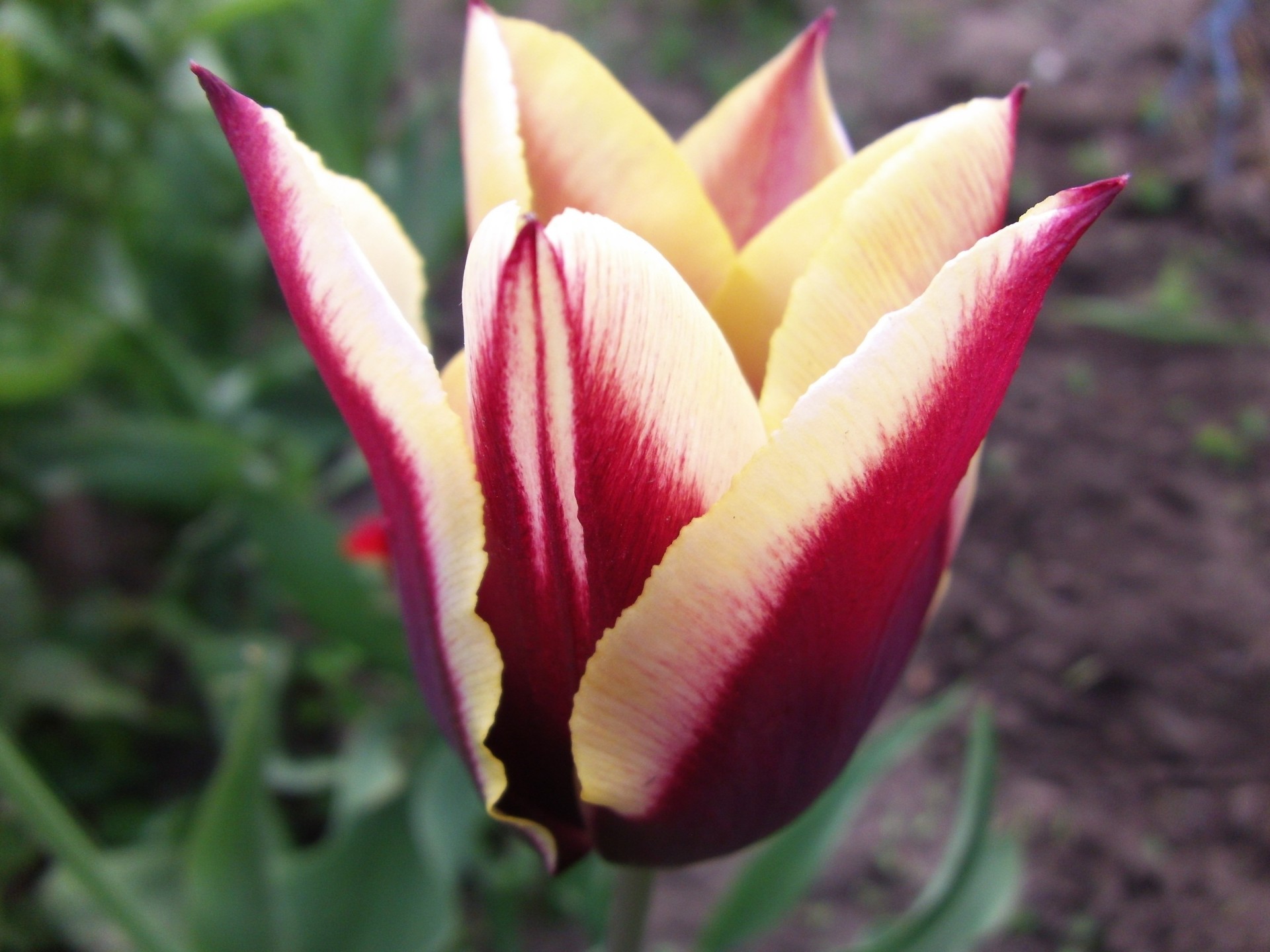 tulipano fiori