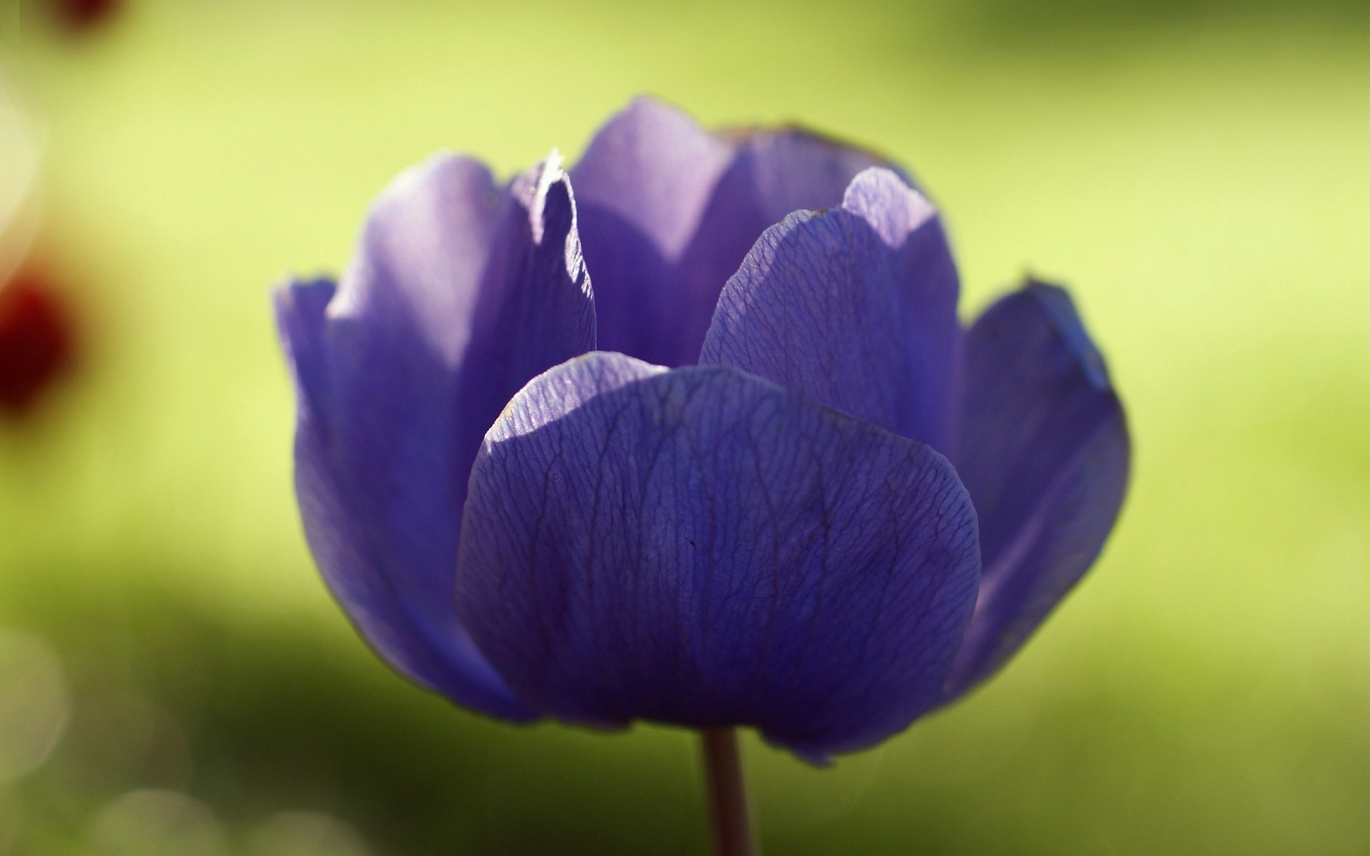 fleur anémone ensoleillé violet gros plan