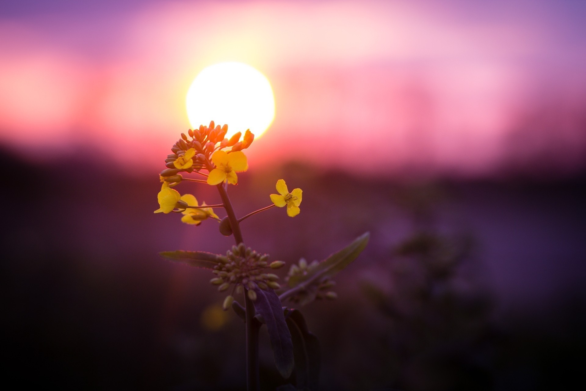 glow sunset flower