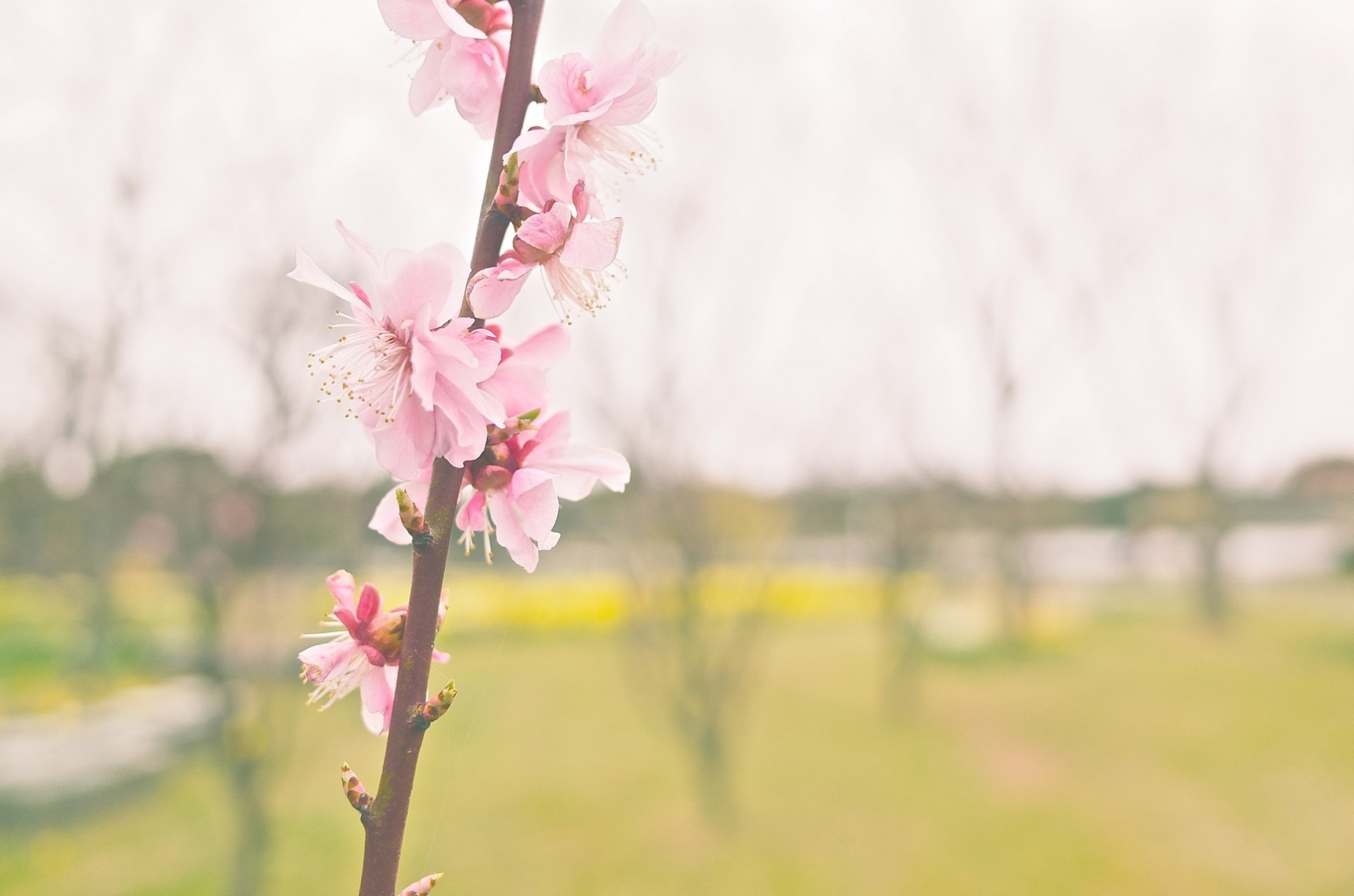 fleur sakura rose branche