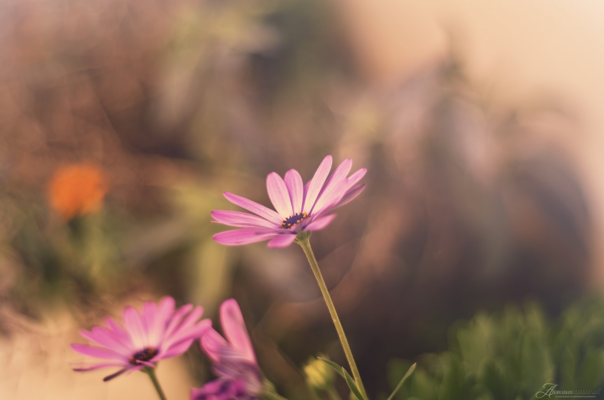 pink flower pastel