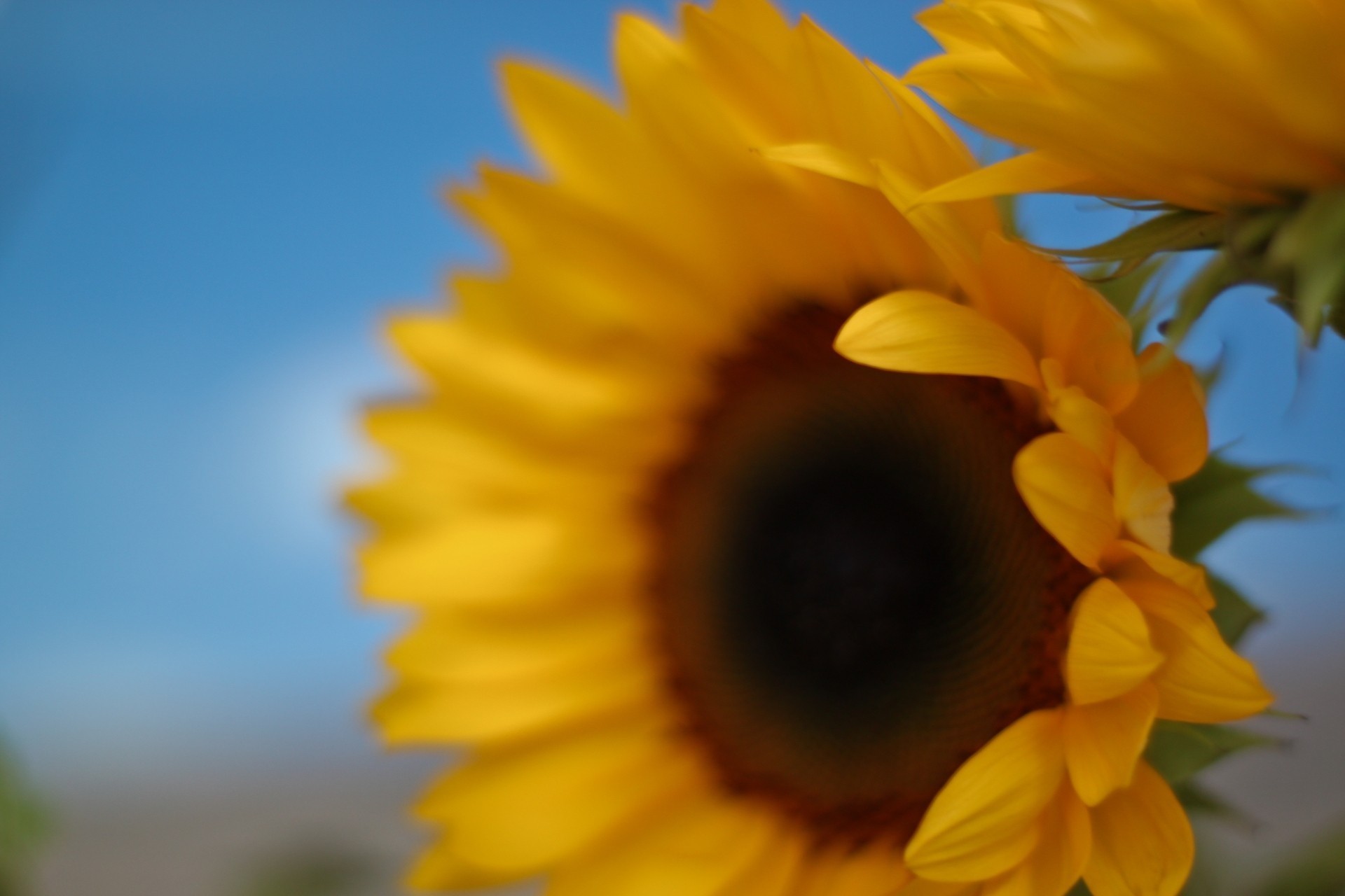 focus sunflower