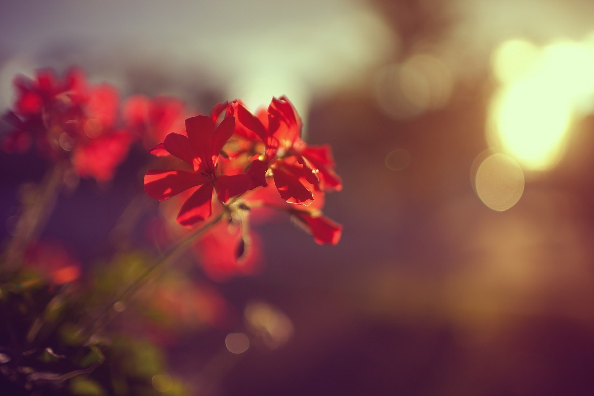 fleurs pétales rouge