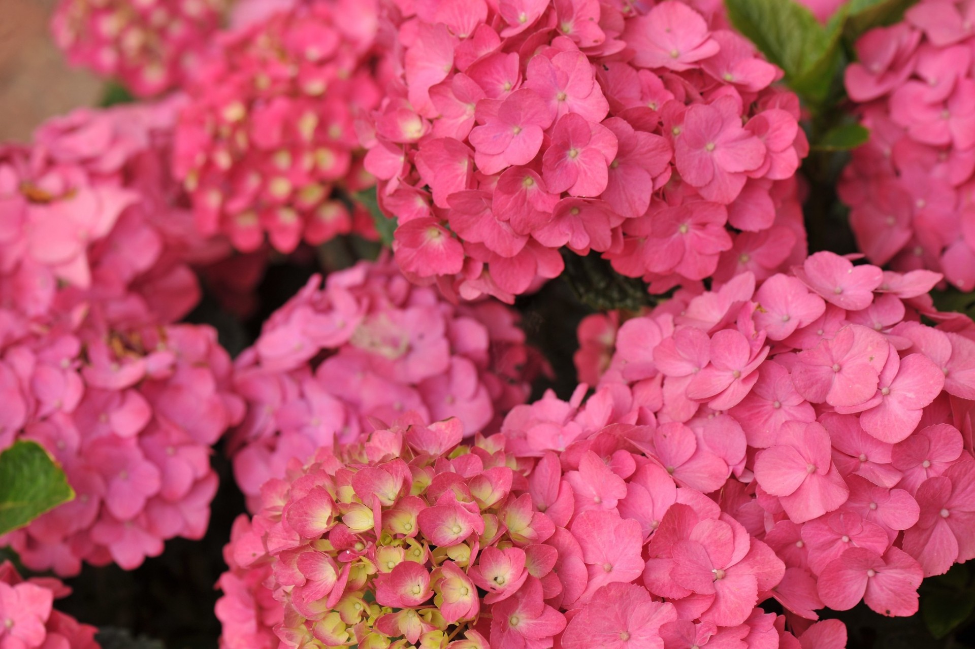 macro brotes hortensia