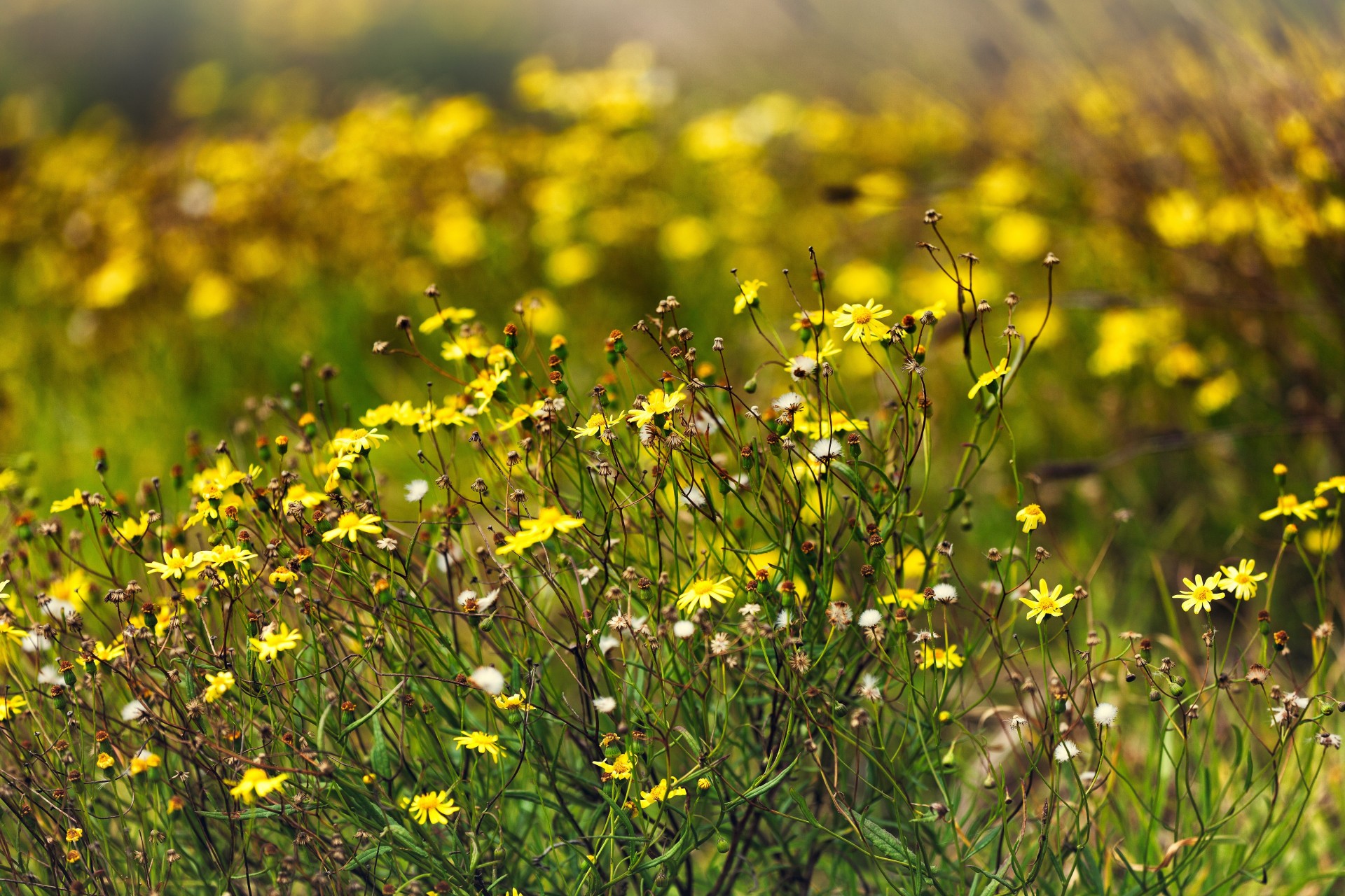 menschen natur sommer blumen sonne sommer