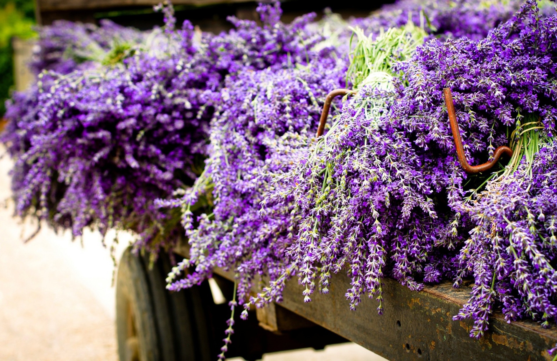 viola rimorchio lilla fiori