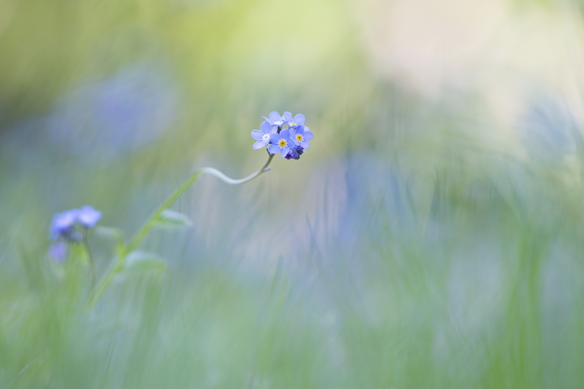 background blue flower me-not