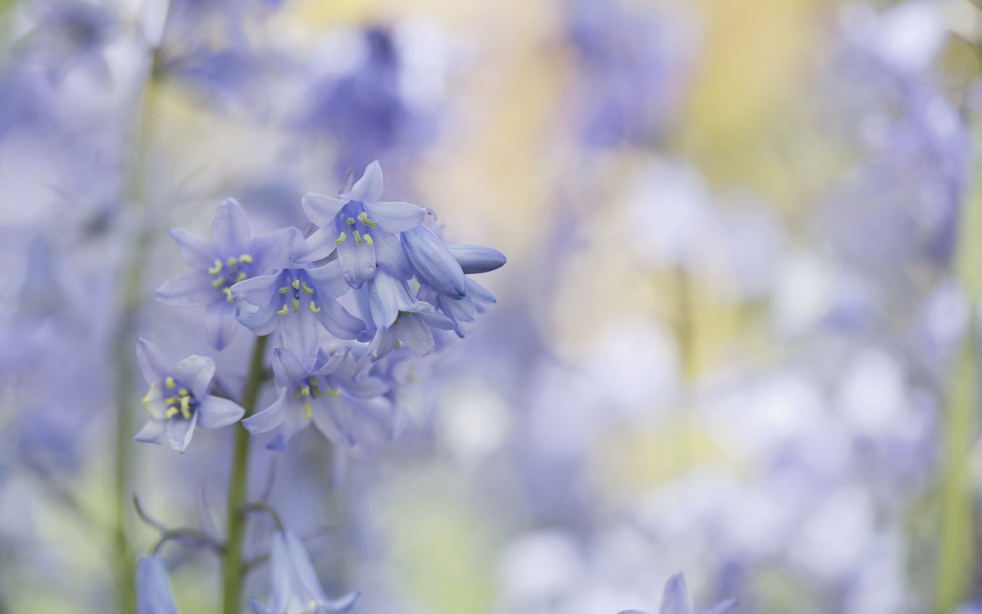 sfondo fiori natura