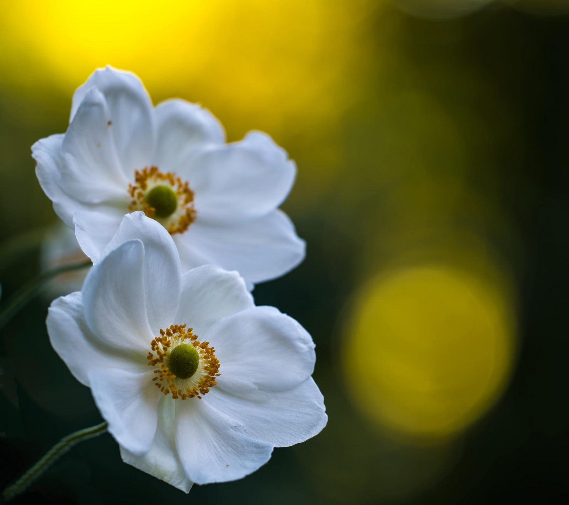 macro fiori bianco