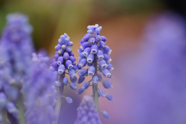 Blaue duftende Mascari-Blüten