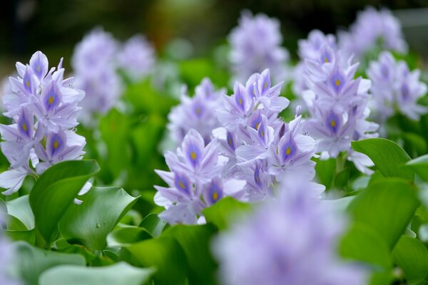 Fleurs violettes macro tir