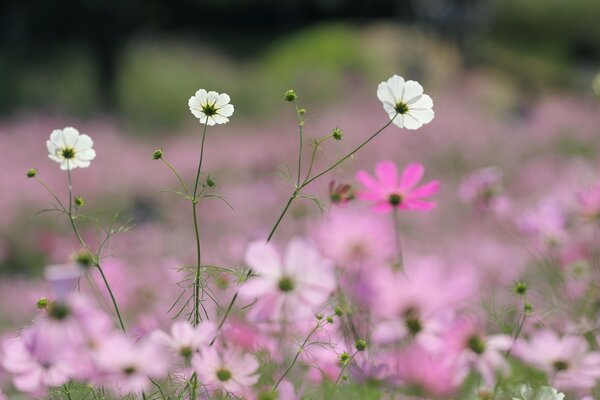 Belles fleurs blanches en rose